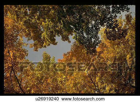 Stock Image - Looking up at fall leaves. Fotosearch