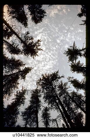 Stock Photography - Looking up at the sky though trees. Fotosearch