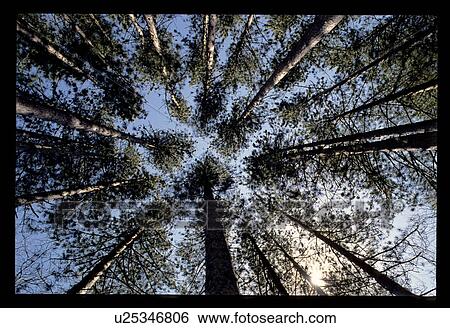 Looking up at trees View Large Photo Image Stock Photograph - Looking up at trees. Fotosearch