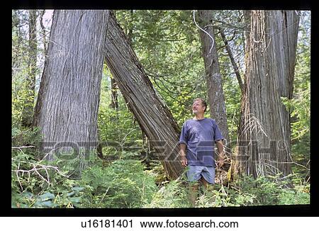 Stock Image - Man in forest. Fotosearch