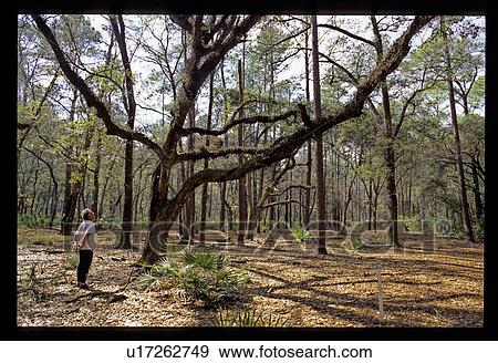 Stock Photo - Man looking up at tree. Fotosearch