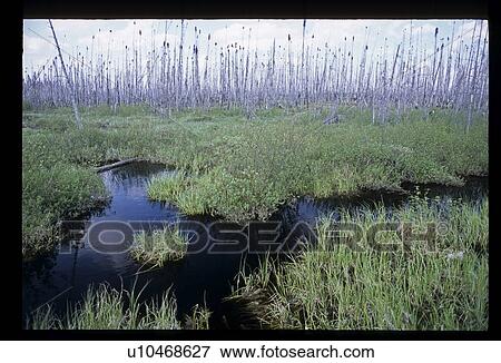 Stock Photo - Marsh flowers. Fotosearch