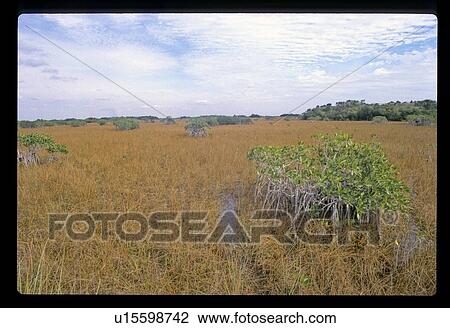 Stock Image - Marsh. Fotosearch