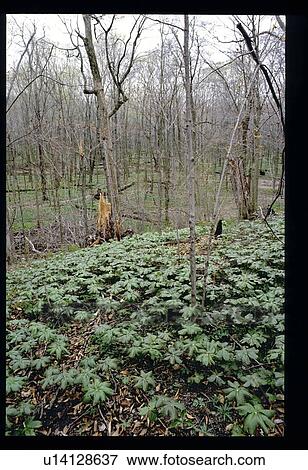 Stock Photo - May flowers on a forest floor. Fotosearch