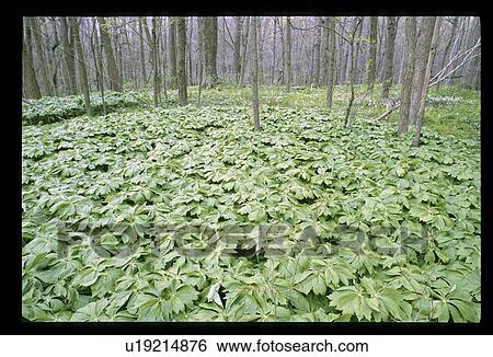 Stock Photograph - May flowers. Fotosearch