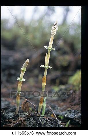 Stock Image - Meadow flower. Fotosearch
