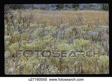Stock Image - Meadow. Fotosearch