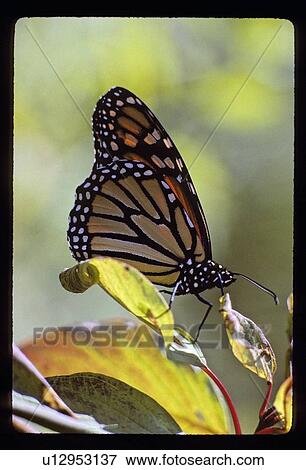 Monarch butterfly View Large Photo Image Stock Photo - Monarch butterfly . Fotosearch