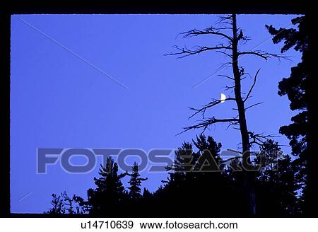 Stock Photo - Moon over a forest. Fotosearch