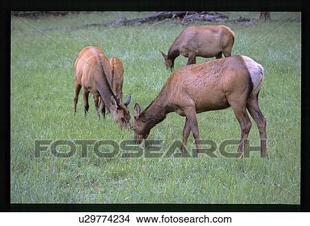 Picture - Moose. Fotosearch