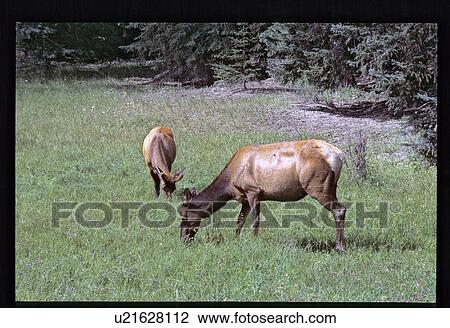 Stock Image - Moose. Fotosearch