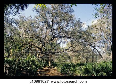 Moss growing on trees View Large Photo Image Stock Photo - Moss growing on trees. Fotosearch