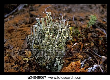 Moss growing View Large Photo Image Stock Photo - Moss growing. Fotosearch