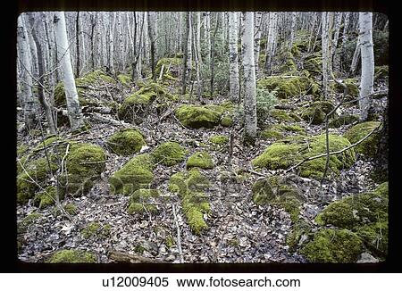Stock Photography - Moss on the forest floor. Fotosearch