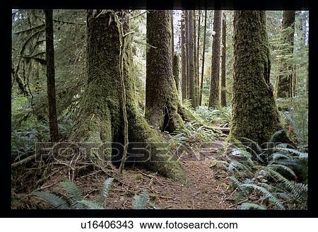 Mossy forest View Large Photo Image Stock Image - Mossy forest. Fotosearch