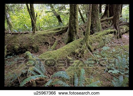 Stock Photograph - Mossy forest. Fotosearch