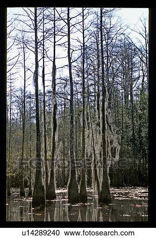 Stock Image - Mossy trees in a lake. Fotosearch