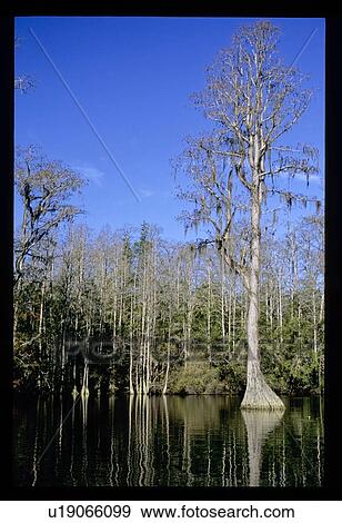 Mossy trees in a lake View Large Photo Image Stock Photo - Mossy trees in a lake. Fotosearch