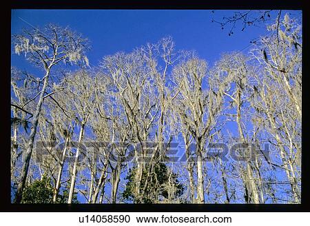 Mossy trees View Large Photo Image Stock Image - Mossy trees. Fotosearch