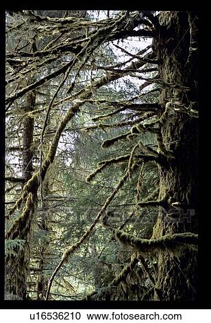 Mossy trees View Large Photo Image Stock Image - Mossy trees. Fotosearch