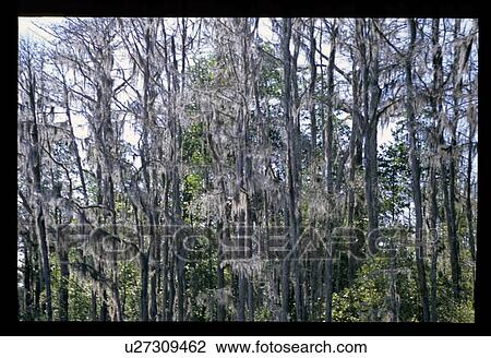 Stock Image - Mossy trees. Fotosearch
