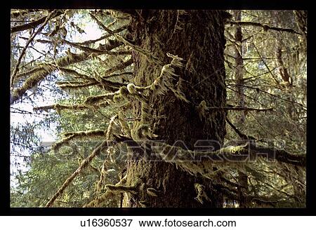 Stock Photo - Mossy trees. Fotosearch