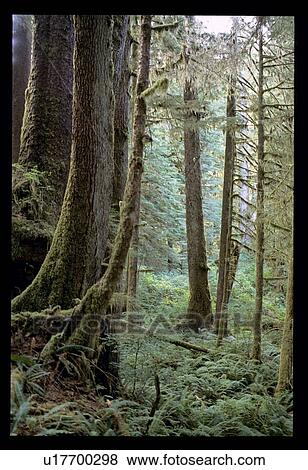 Mossy trees View Large Photo Image Stock Photo - Mossy trees. Fotosearch
