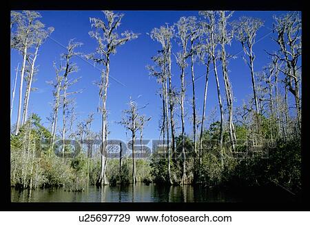 Mossy trees View Large Photo Image Stock Photo - Mossy trees. Fotosearch