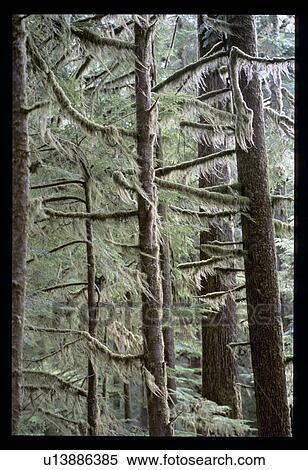 Mossy trees View Large Photo Image Stock Photography - Mossy trees. Fotosearch