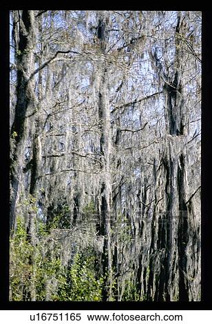 Mossy trees View Large Photo Image Stock Photography - Mossy trees. Fotosearch