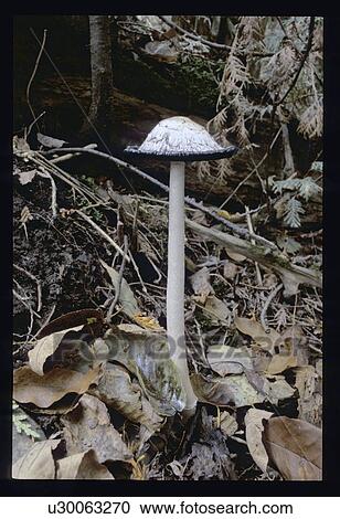 Stock Image - Mushroom in the forest. Fotosearch