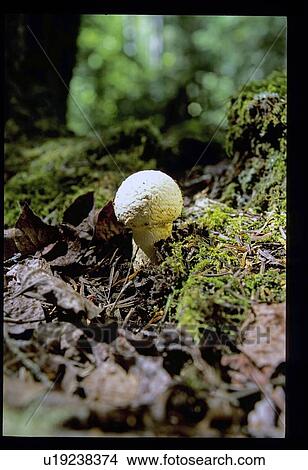 Mushroom View Large Photo Image Picture - Mushroom. Fotosearch