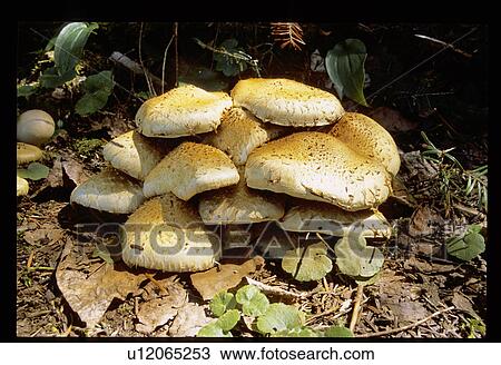 Mushroom View Large Photo Image Stock Image - Mushroom. Fotosearch