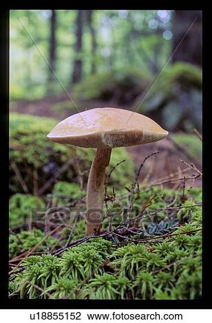 Mushroom View Large Photo Image Stock Image - Mushroom. Fotosearch
