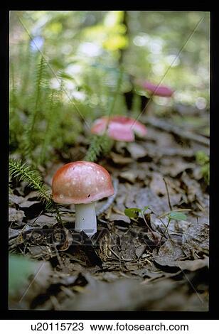 Mushroom View Large Photo Image Stock Image - Mushroom. Fotosearch
