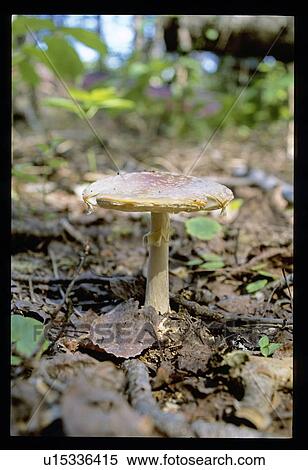 Stock Photography - Mushroom. Fotosearch