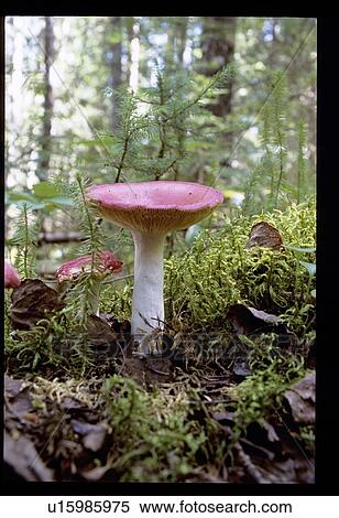 Stock Photography - Mushroom. Fotosearch