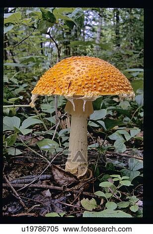 Mushroom View Large Photo Image Stock Photography - Mushroom. Fotosearch