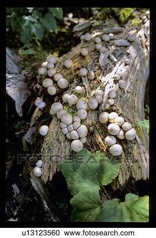 Mushrooms View Large Photo Image Stock Image - Mushrooms. Fotosearch