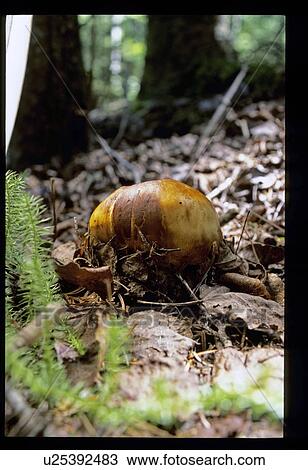 Mushrooms View Large Photo Image Stock Image - Mushrooms . Fotosearch