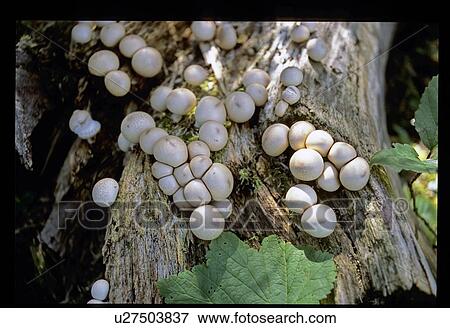 Mushrooms View Large Photo Image Stock Photo - Mushrooms. Fotosearch