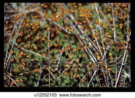 Nature View Large Photo Image Stock Image - Nature. Fotosearch