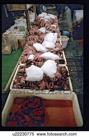 Stock Photography - Octopus market . Fotosearch
