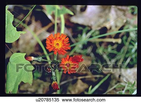 Stock Photography - Orange flowers. Fotosearch