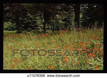 Stock Photograph - Orange meadow flowers. Fotosearch