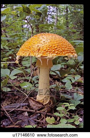 Stock Image - Orange mushroom . Fotosearch