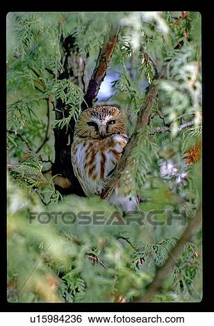 Owl in a tree View Large Photo Image Stock Photograph - Owl in a tree. Fotosearch