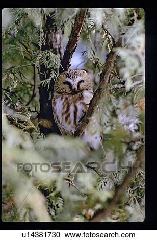 Stock Image - Owl. Fotosearch