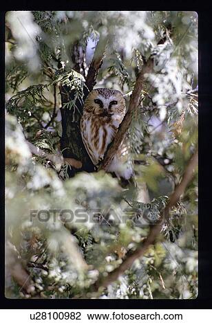 Stock Image - Owl. Fotosearch