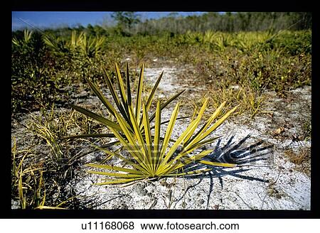 Stock Photo - Palm plants. Fotosearch